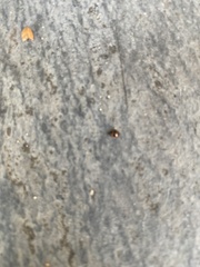 Coccinelloidea