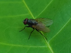 Muscidae