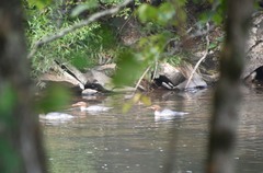 Mergus merganser americanus