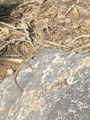 Sceloporus tristichus