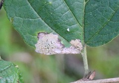 Cameraria hamameliella