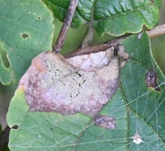 Cameraria hamameliella