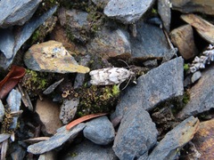 Acleris gloveranus