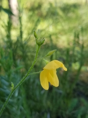 Chapmannia floridana