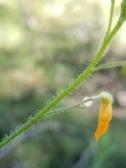 Chapmannia floridana