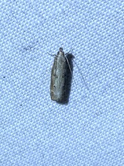 Dichomeris inversella