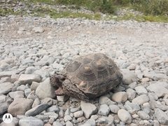 Gopherus berlandieri