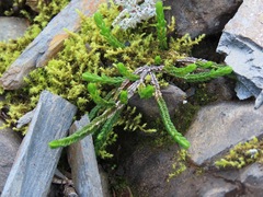 Cassiope tetragona