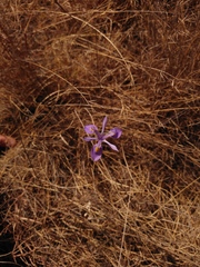 Moraea stricta