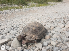 Gopherus berlandieri