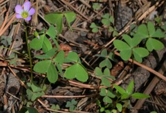 Oxalis metcalfei
