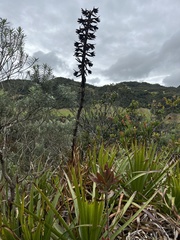Puya nitida