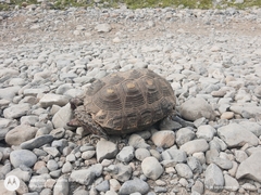 Gopherus berlandieri