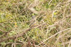 Saltator coerulescens
