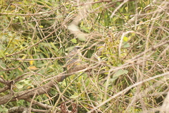 Saltator coerulescens