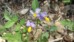Solanum stoloniferum
