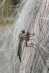 Neomochtherus willistoni