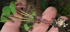 Oxalis metcalfei