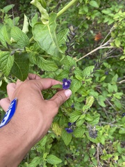 Stachytarpheta brasiliensis