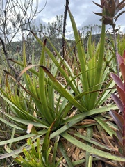 Puya nitida