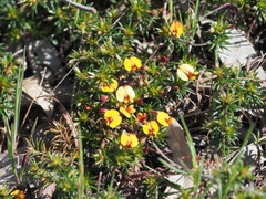 Pultenaea pedunculata