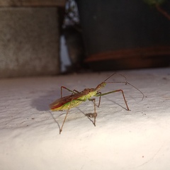 Atopozelus