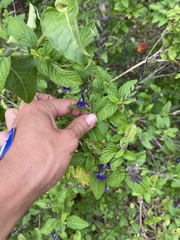 Stachytarpheta brasiliensis