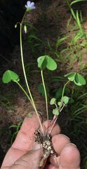 Oxalis metcalfei