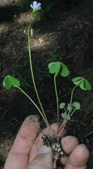 Oxalis metcalfei