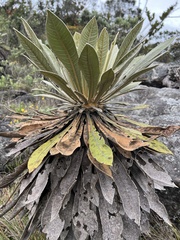 Espeletia corymbosa