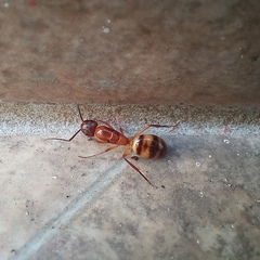 Camponotus