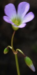 Oxalis metcalfei