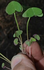Oxalis metcalfei