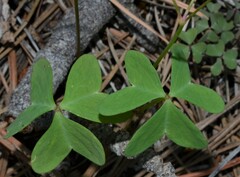 Oxalis metcalfei