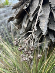 Espeletia corymbosa