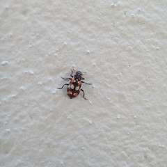 Eriopis connexa