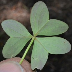 Oxalis metcalfei