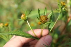 Bidens tripartita