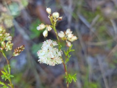Polygonum dentoceras
