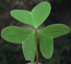 Oxalis metcalfei