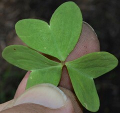 Oxalis metcalfei