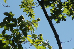 Castanea dentata