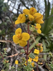 Chaetolepis microphylla