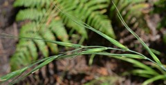Elymus arizonicus