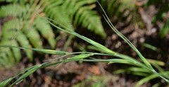 Elymus arizonicus