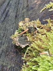 Trametes versicolor