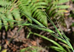 Elymus arizonicus