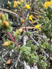 Chaetolepis microphylla