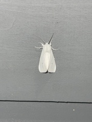 Spilosoma congrua