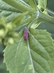 Graphocephala coccinea